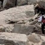 Black Bear Euthanized in Grand Teton After Visitors Feeding It: Park Blames ‘Poor Decisions’