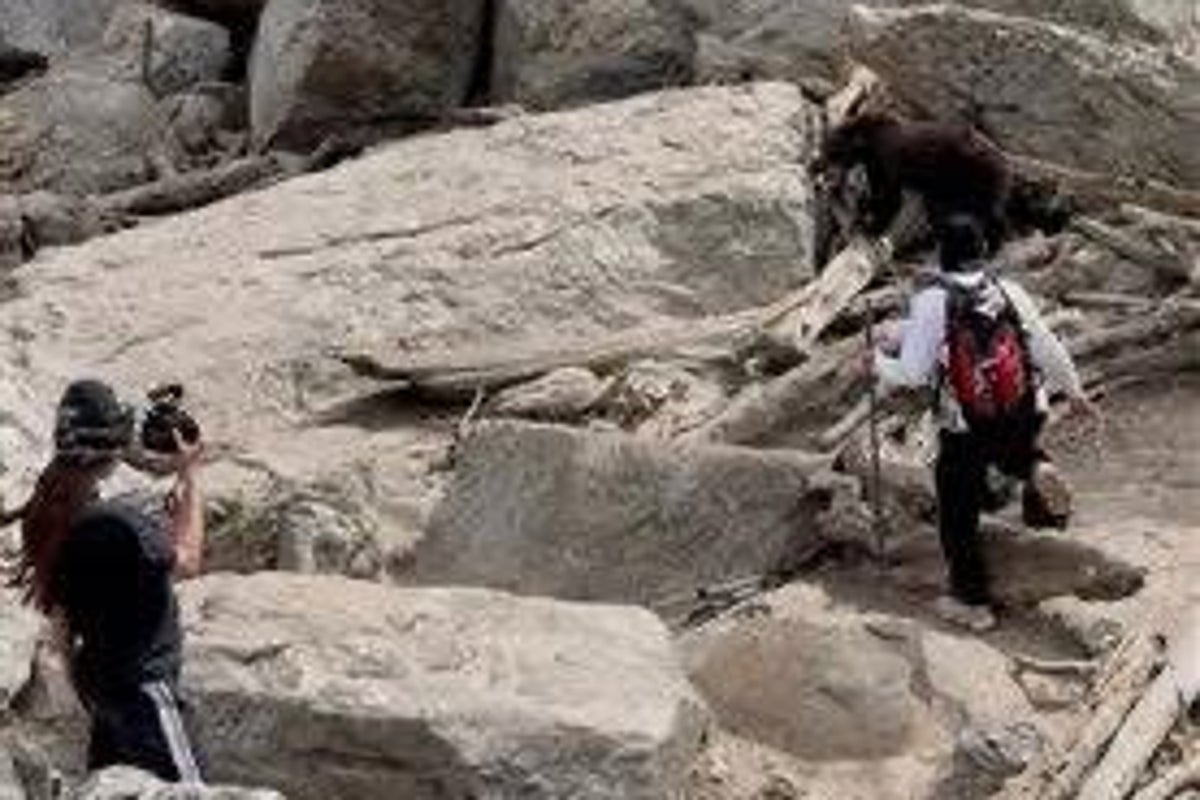 Black Bear Euthanized in Grand Teton After Visitors Feeding It: Park Blames ‘Poor Decisions’ Black Bear Euthanized in Grand Teton After Visitors Feeding It: Park Blames ‘Poor Decisions’