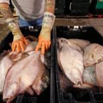 Can Flounder Become the Next Social Media Food Trend? Chefs Are Optimistic