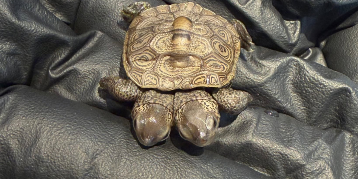 Two-Headed Turtle Hatchling Discovered on Cape Cod Two-Headed Turtle Hatchling Discovered on Cape Cod