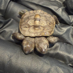 Two-Headed Turtle Hatchling Discovered on Cape Cod Two-Headed Turtle Hatchling Discovered on Cape Cod