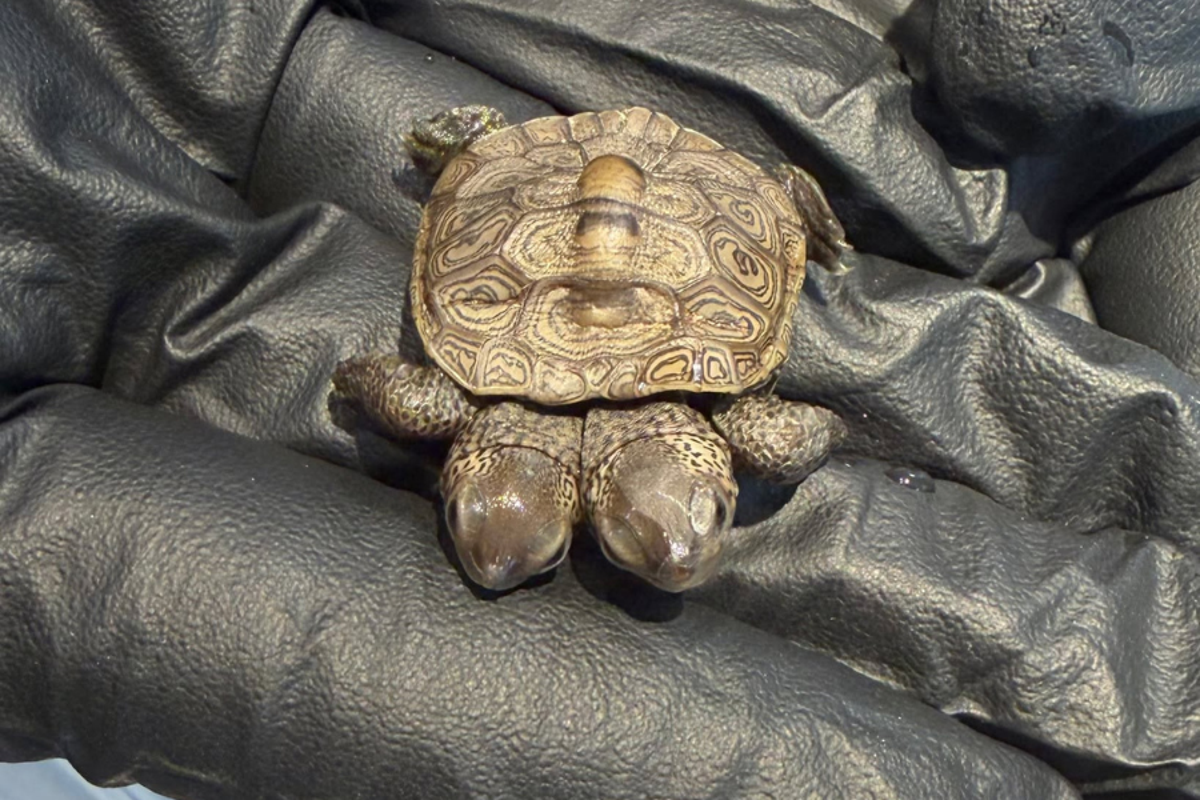 Two-Headed Turtle Hatchling Discovered on Cape Cod Two-Headed Turtle Hatchling Discovered on Cape Cod
