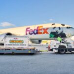Two Giant Pandas Begin 10-Year Stay at Atlanta Zoo from China Two Giant Pandas Begin 10-Year Stay at Atlanta Zoo from China