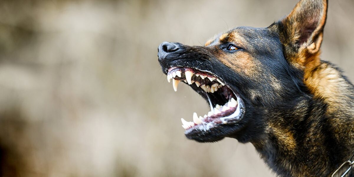 Dog Bite Claims Surge to Billion Annually: What You Need to Know Dog Bite Claims Surge to Billion Annually: What You Need to Know