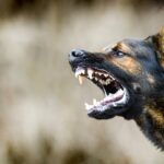 Dog Bite Claims Surge to  Billion Annually: What You Need to Know