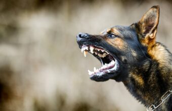 Dog Bite Claims Surge to Billion Annually: What You Need to Know Dog Bite Claims Surge to Billion Annually: What You Need to Know
