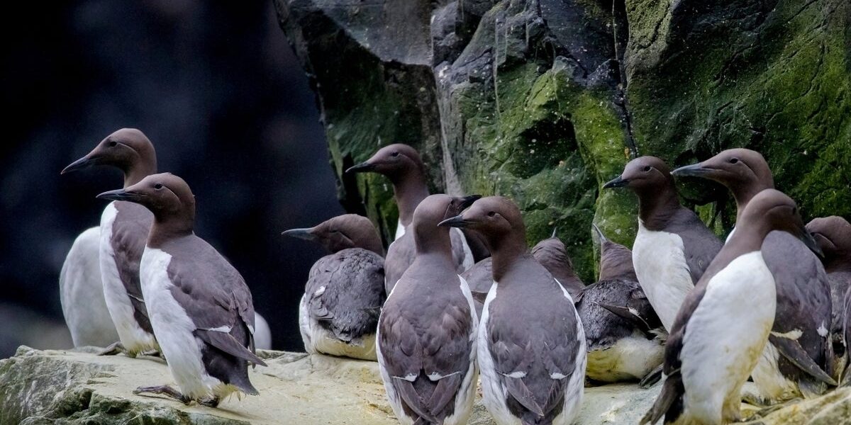 Massive Murre Die-Off Sparks Concern Along California Coast Massive Murre Die-Off Sparks Concern Along California Coast