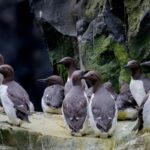 Massive Murre Die-Off Sparks Concern Along California Coast Massive Murre Die-Off Sparks Concern Along California Coast