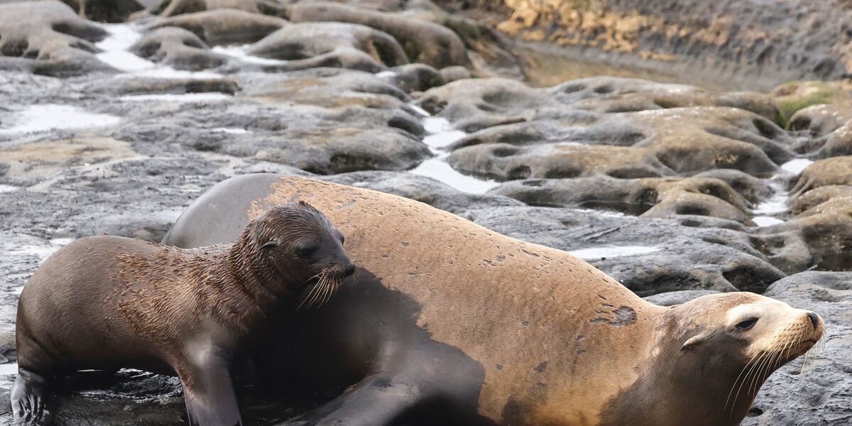Sea Lion Beheading Sparks Federal Investigation on San Francisco Beach Sea Lion Beheading Sparks Federal Investigation on San Francisco Beach