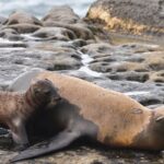Sea Lion Beheading Sparks Federal Investigation on San Francisco Beach
