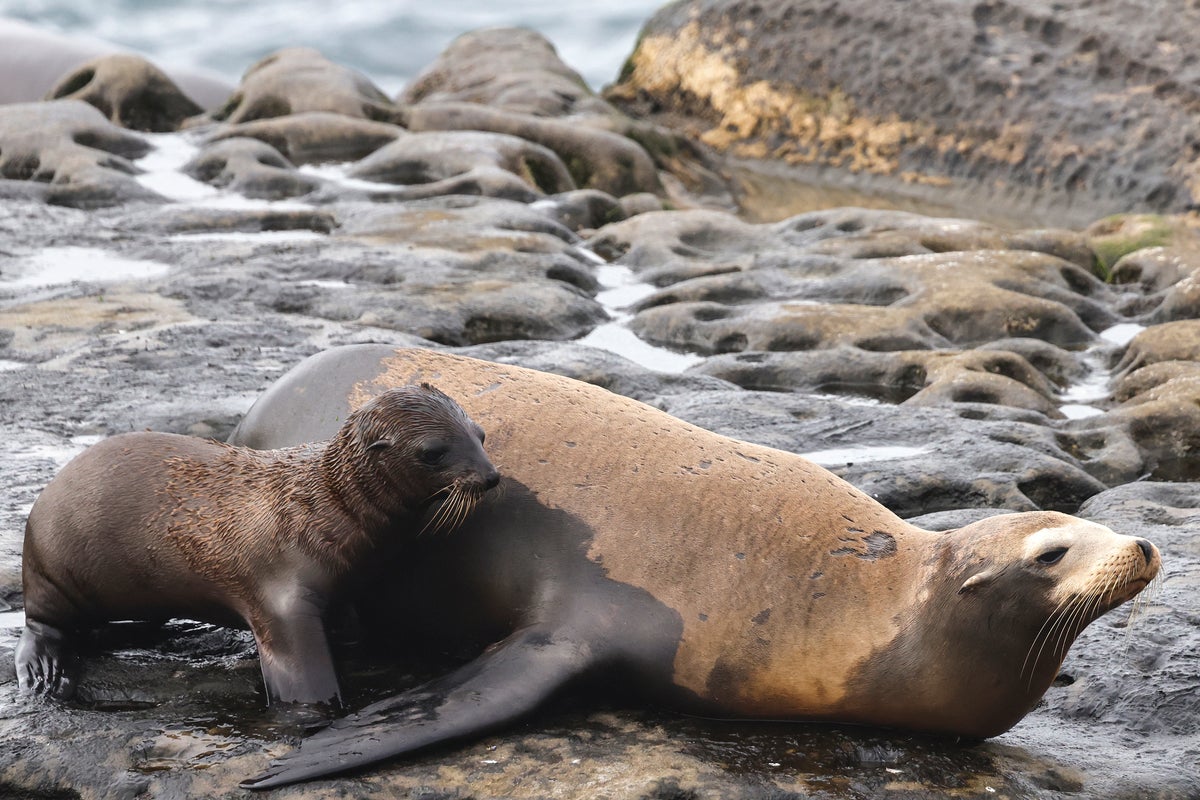 Sea Lion Beheading Sparks Federal Investigation on San Francisco Beach