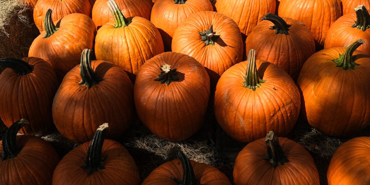 Shrinking Pumpkins and Potato Pressures: How Extreme Weather Threatens Britain’s Holiday Harvest