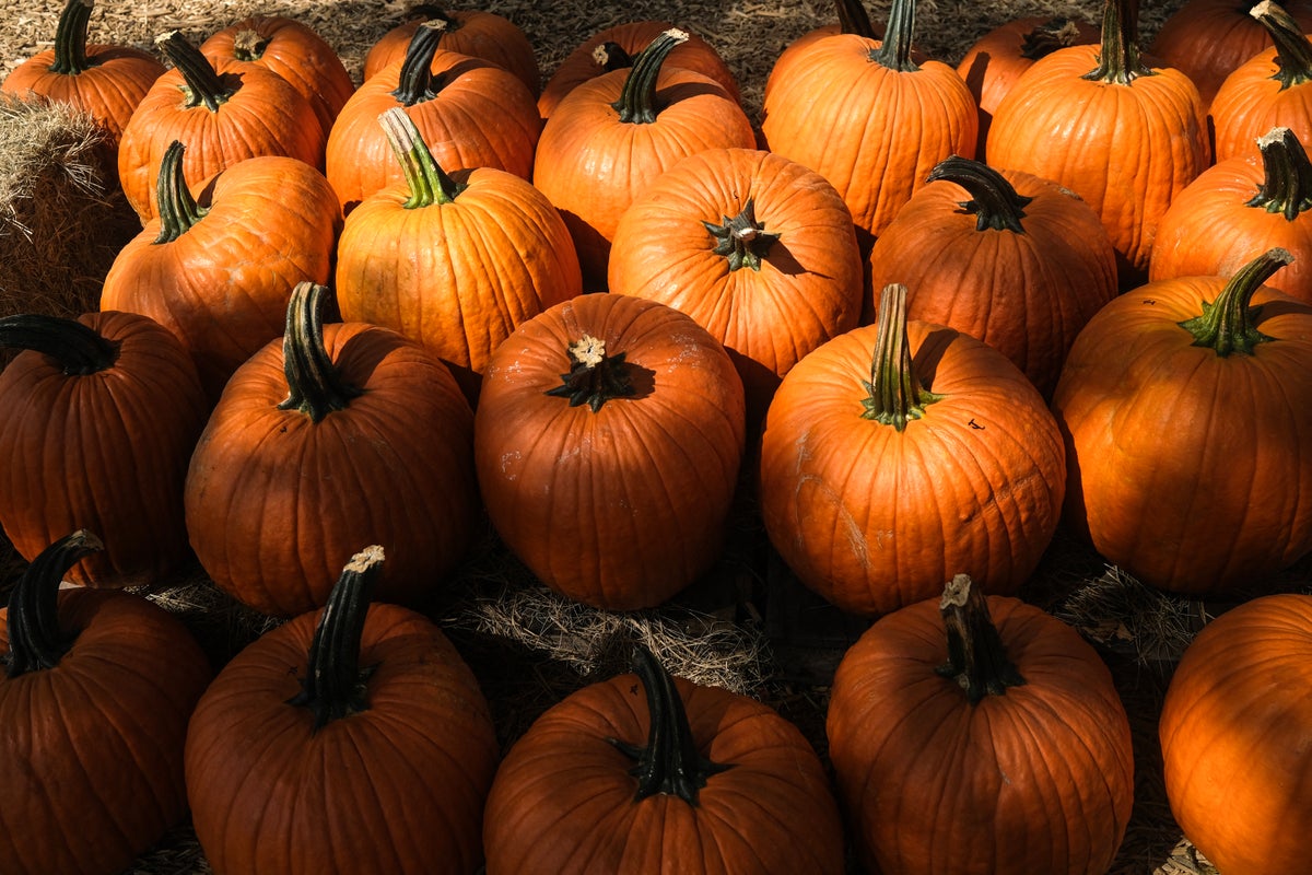 Shrinking Pumpkins and Potato Pressures: How Extreme Weather Threatens Britain’s Holiday Harvest