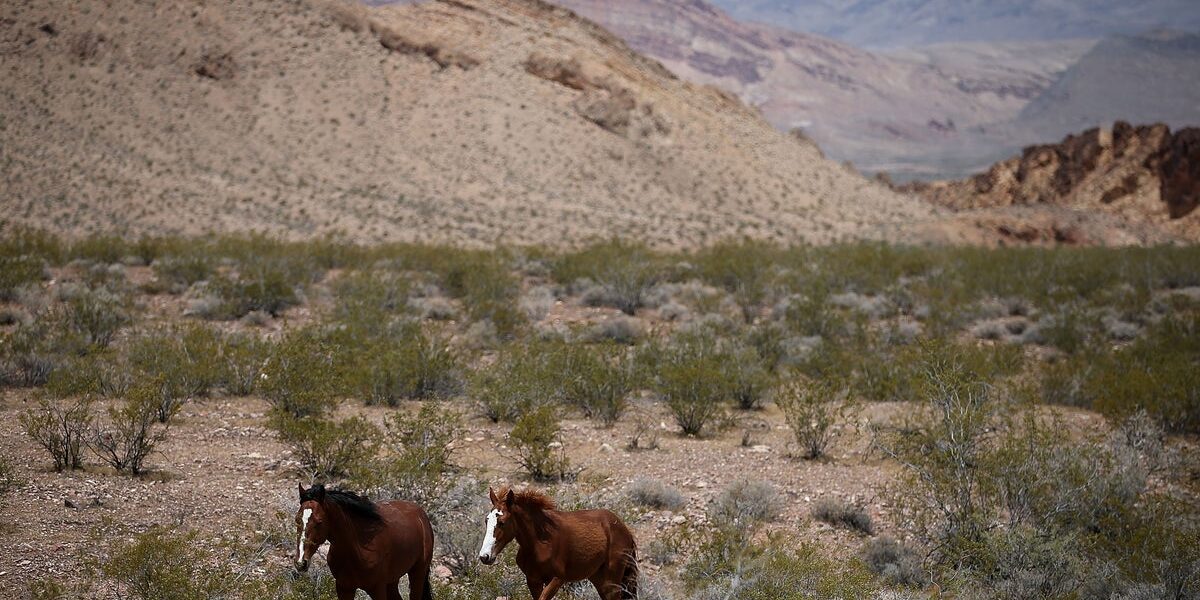 Federal Government Allocates  Million for Wild Horse Fertility Control Programs