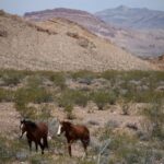 Federal Government Allocates Million for Wild Horse Fertility Control Programs Federal Government Allocates Million for Wild Horse Fertility Control Programs