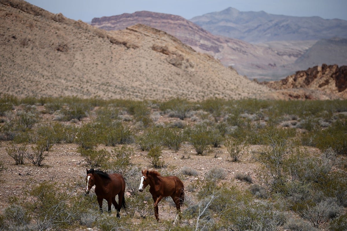 Federal Government Allocates Million for Wild Horse Fertility Control Programs Federal Government Allocates Million for Wild Horse Fertility Control Programs
