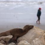 Sea Lion Illness Surges in California Amid Algae Bloom Crisis