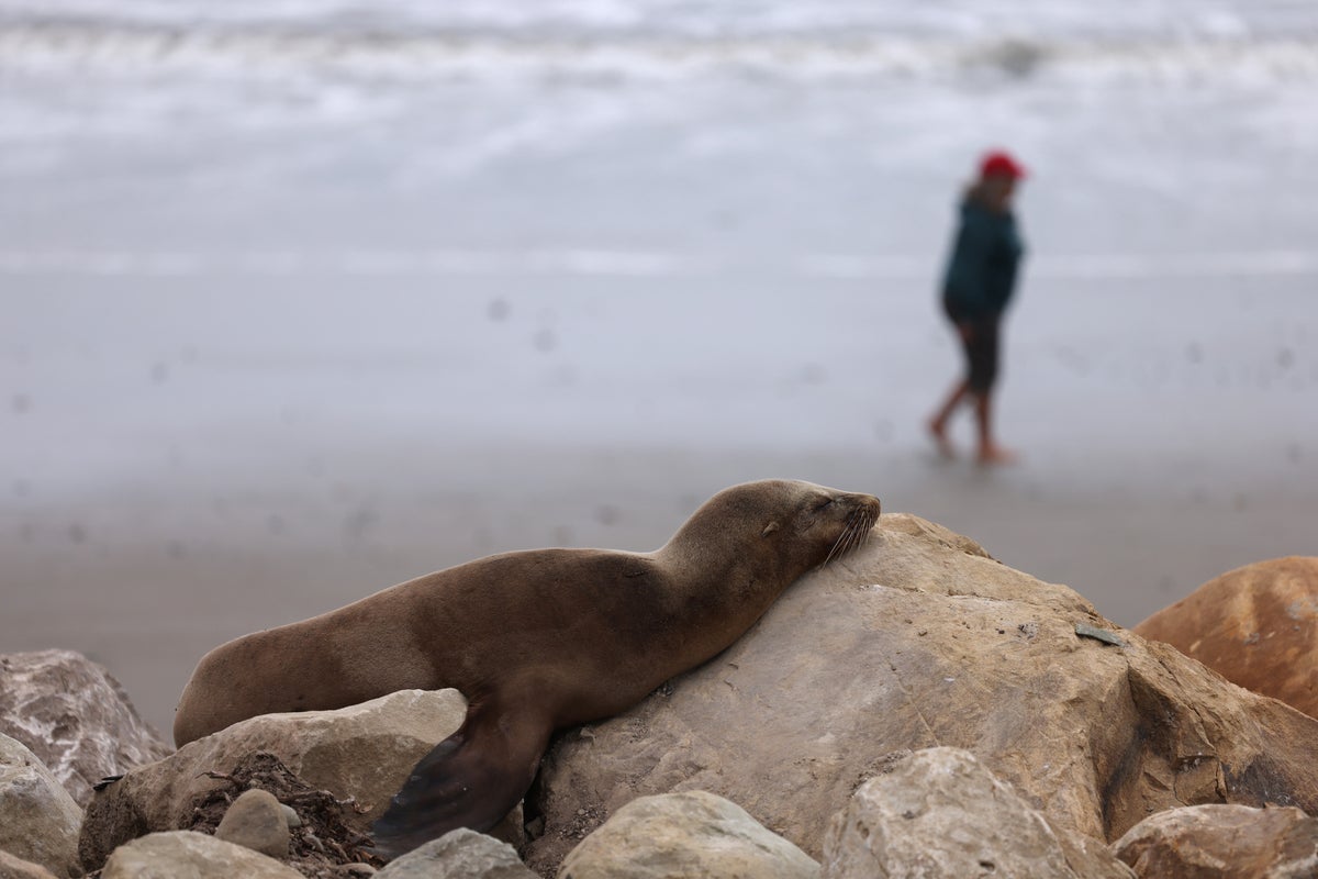 Sea Lion Illness Surges in California Amid Algae Bloom Crisis