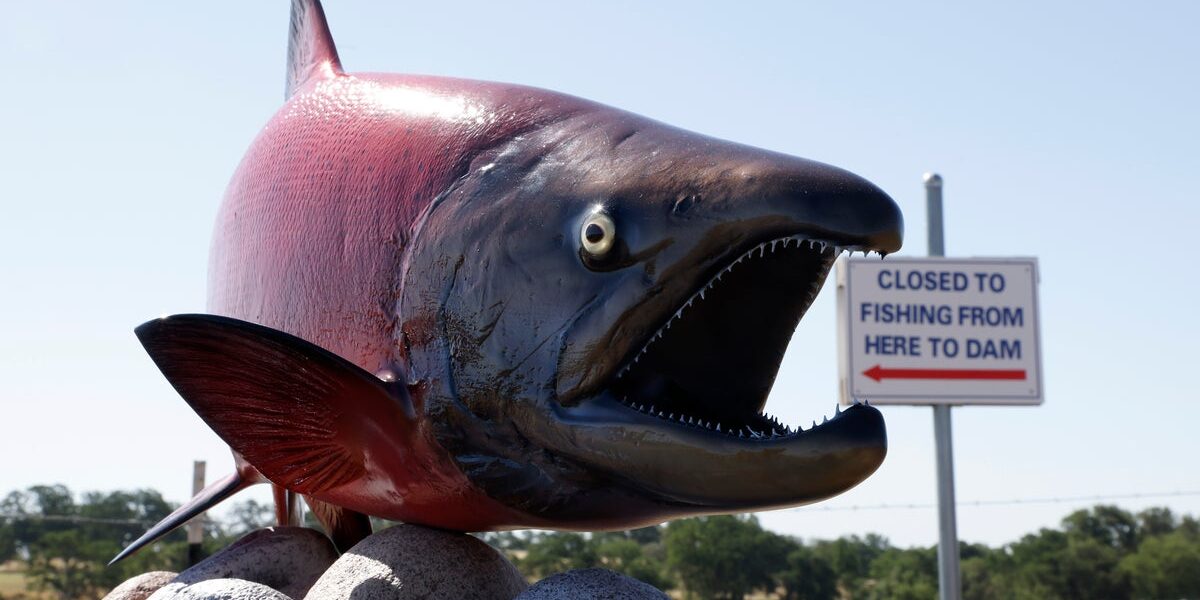 Antidepressants in Waterways: How Fish Are Being Affected Antidepressants in Waterways: How Fish Are Being Affected