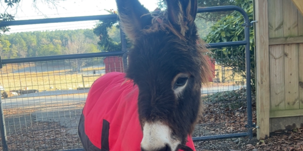 Woman Sues Georgia Officer for Killing Family’s Donkey During Search Operation Woman Sues Georgia Officer for Killing Family’s Donkey During Search Operation
