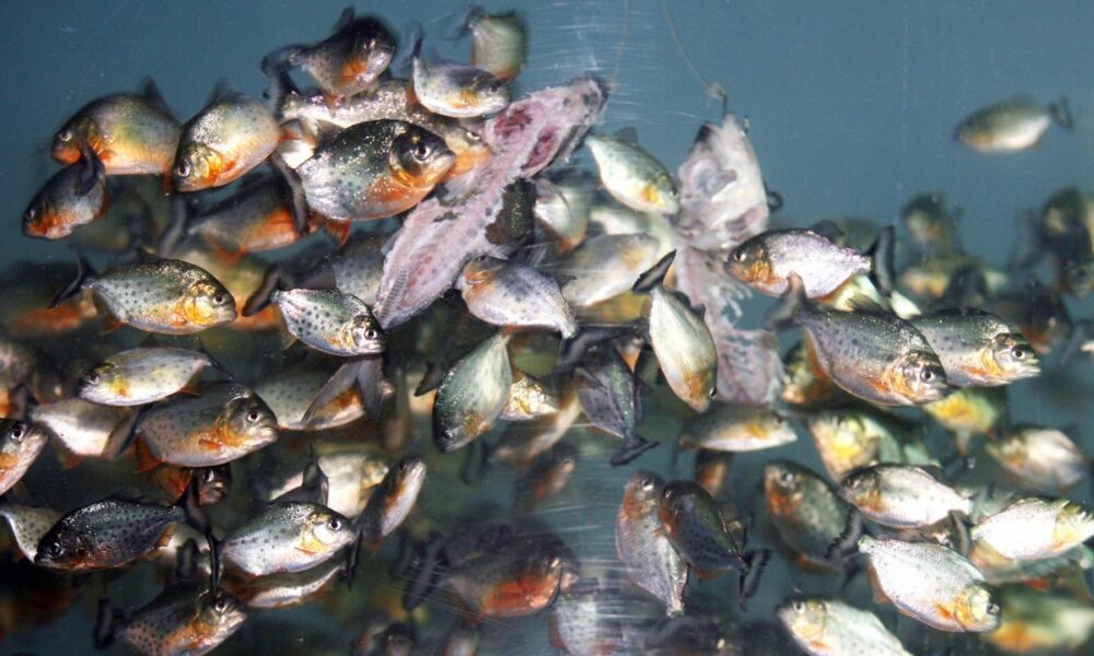 Malaysia River Fish Sparks Warnings and Ecological Fears