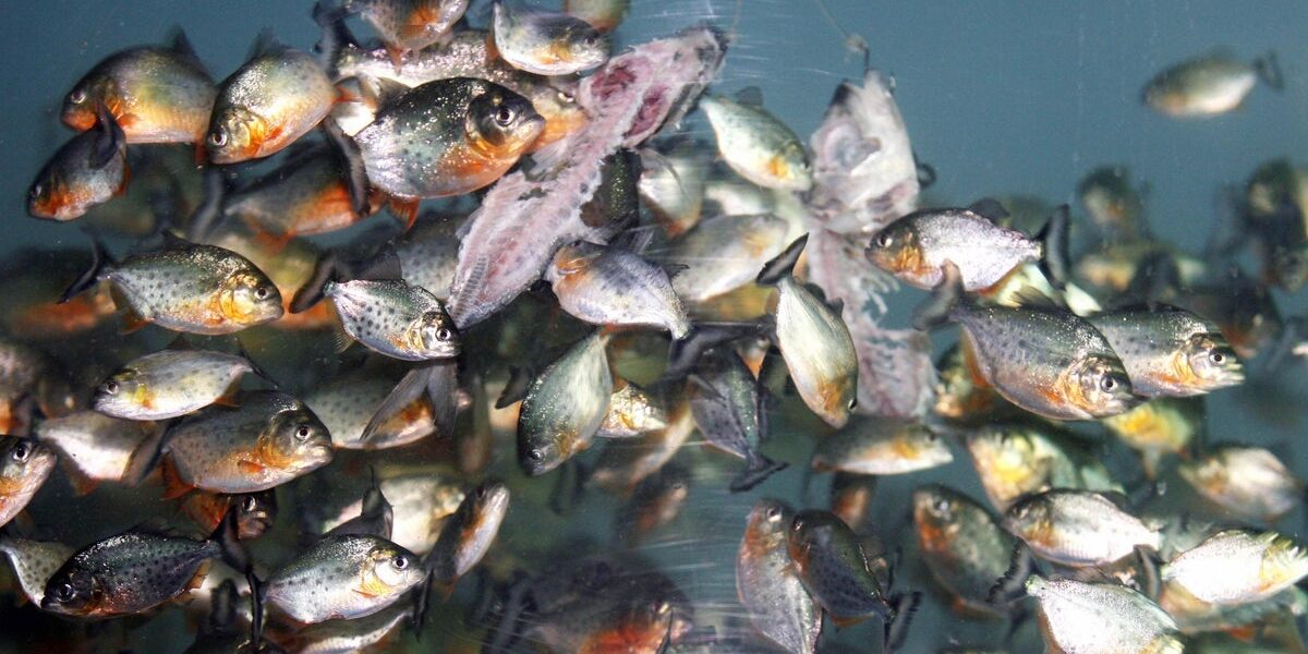 Malaysia River Fish Sparks Warnings and Ecological Fears