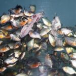 Malaysia River Fish Sparks Warnings and Ecological Fears Malaysia River Fish Sparks Warnings and Ecological Fears