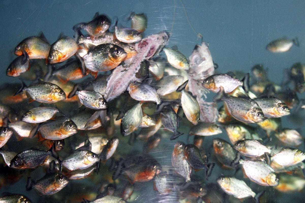 Malaysia River Fish Sparks Warnings and Ecological Fears