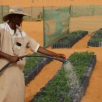 POLICY WIRE FACT CHECK: African Countries Tried to Plant a ‘Giant Wall of Trees’ to Stop the Sahara Desert’s Spread — What Really Happened?