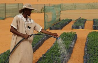 POLICY WIRE FACT CHECK: African Countries Tried to Plant a ‘Giant Wall of Trees’ to Stop the Sahara Desert’s Spread — What Really Happened? POLICY WIRE FACT CHECK: African Countries Tried to Plant a ‘Giant Wall of Trees’ to Stop the Sahara Desert’s Spread — What Really Happened?