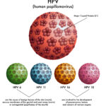 HPV Vaccine Debate: One Dose or Two?