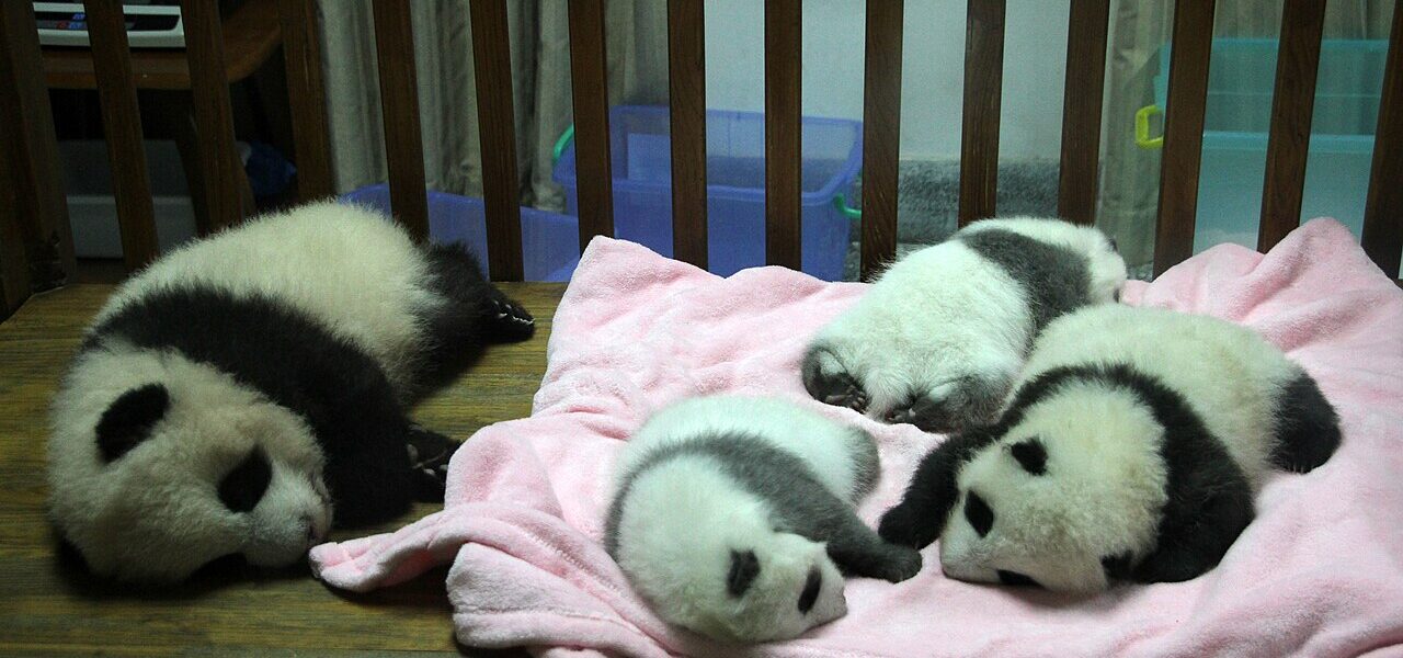 Giant Pandas Ping Ping and Fu Shuang Arrive at Zoo Atlanta