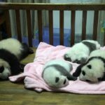 Giant Pandas Ping Ping and Fu Shuang Arrive at Zoo Atlanta