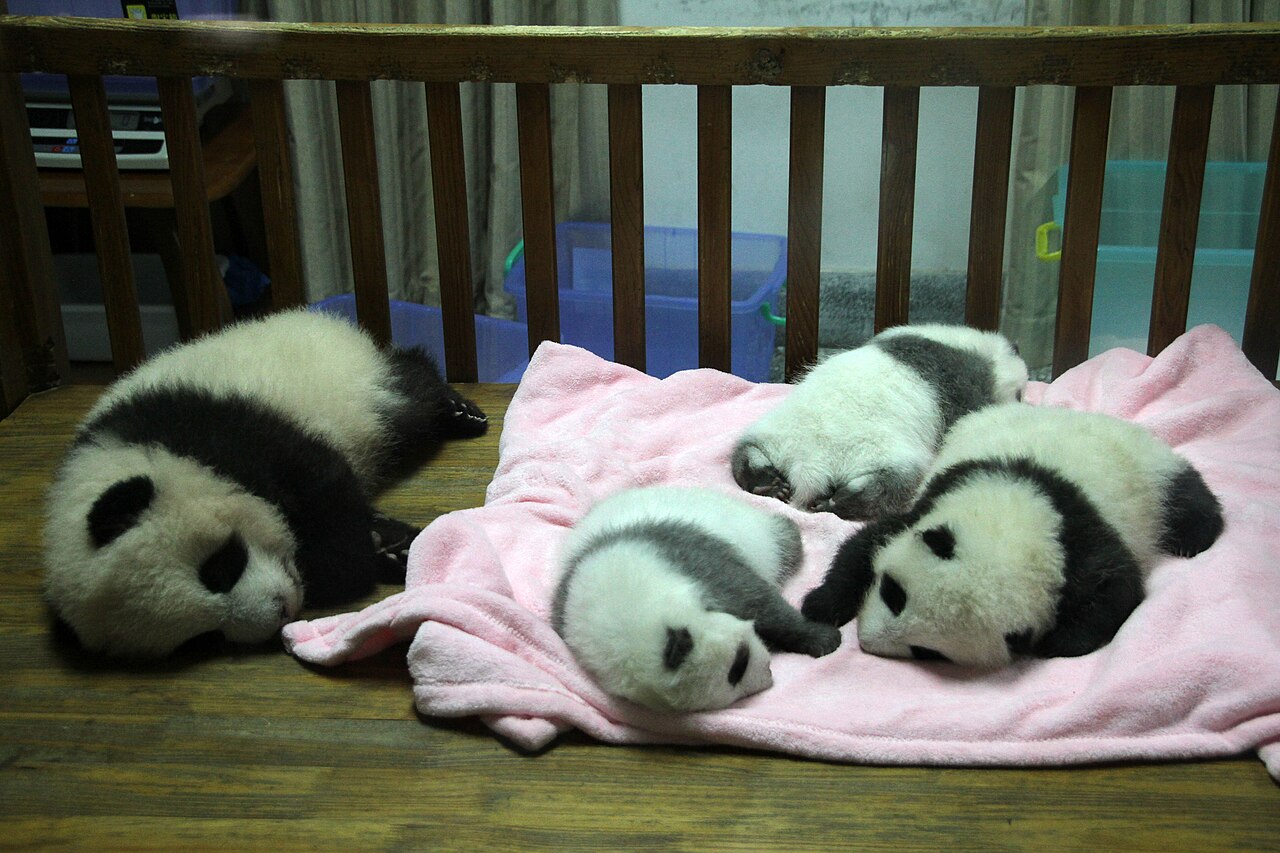 Giant Pandas Ping Ping and Fu Shuang Arrive at Zoo Atlanta