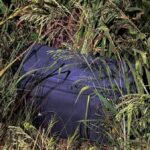 Australian Man Pleads Not Guilty in Thai Teen’s Suitcase Murder Case Australian Man Pleads Not Guilty in Thai Teen’s Suitcase Murder Case