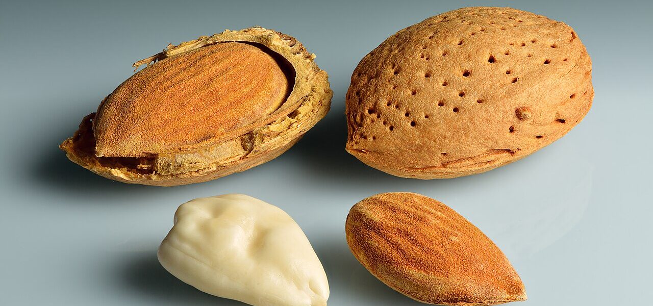 POLICY WIRE FACT CHECK: Almonds or data centers: Which requires more water? Fact-checking AI executive’s claim about ChatGPT POLICY WIRE FACT CHECK: Almonds or data centers: Which requires more water? Fact-checking AI executive’s claim about ChatGPT