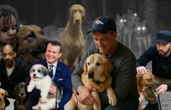 POLICY WIRE FACT CHECK: 12 AI-Generated Dog Stories, Fact