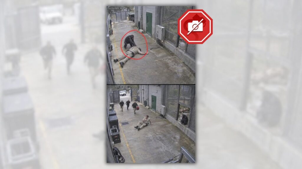 POLICY WIRE FACT CHECK: Viral Claim of Chimpanzee Rescuing Zookeeper Is AI