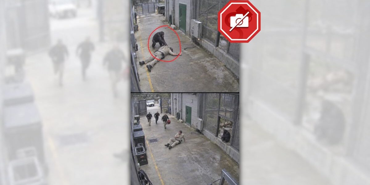 POLICY WIRE FACT CHECK: Viral Claim of Chimpanzee Rescuing Zookeeper Is AI