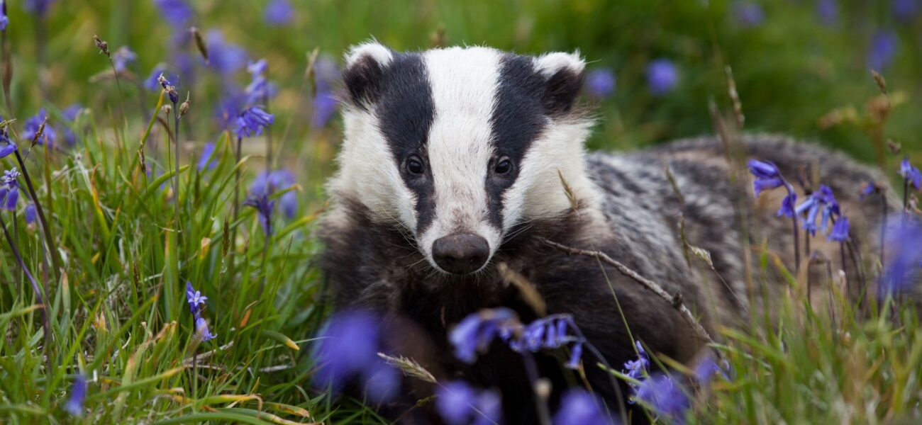 Wildlife Crime Convictions Remain Alarmingly Low, Advocates Warn Wildlife Crime Convictions Remain Alarmingly Low, Advocates Warn