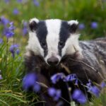 Wildlife Crime Convictions Remain Alarmingly Low, Advocates Warn Wildlife Crime Convictions Remain Alarmingly Low, Advocates Warn