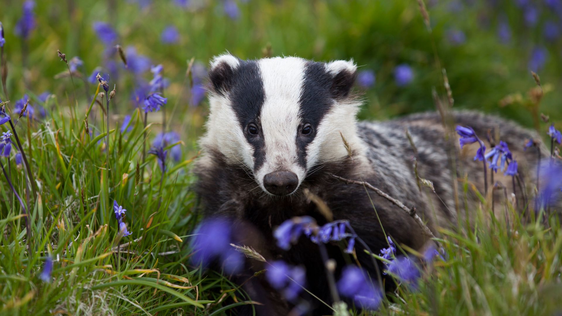 Wildlife Crime Convictions Remain Alarmingly Low, Advocates Warn