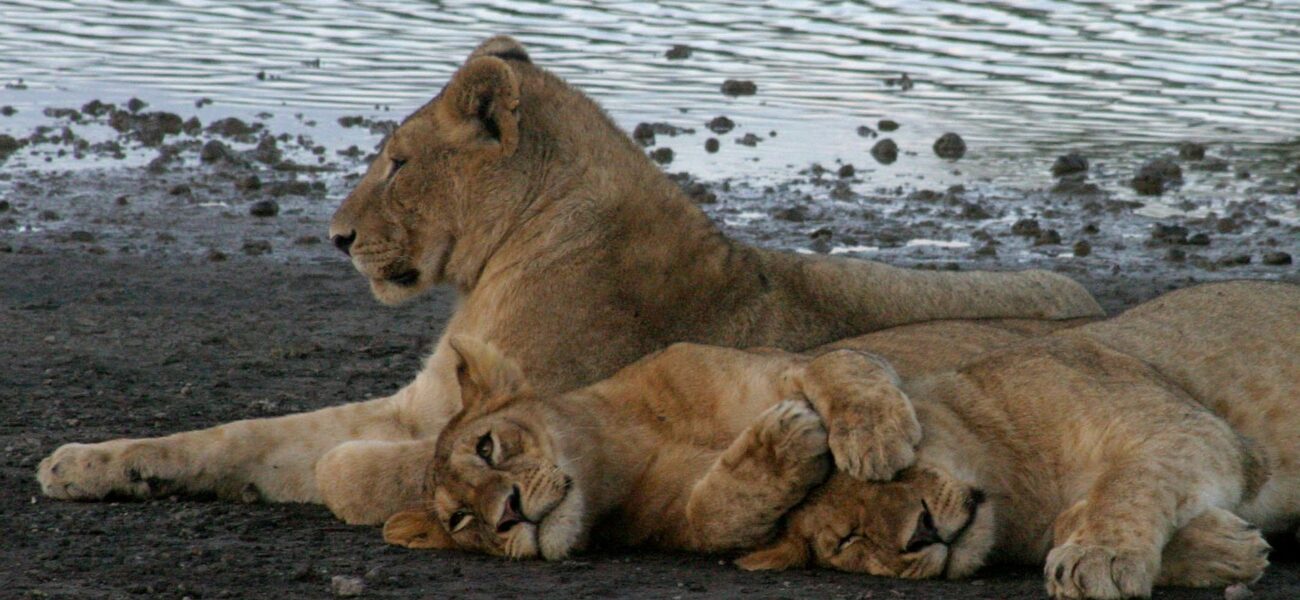 Ten Lions Found Dead in Tanzania’s Ngorongoro Reserve Amid Poisoning Probe Ten Lions Found Dead in Tanzania’s Ngorongoro Reserve Amid Poisoning Probe