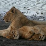 Ten Lions Found Dead in Tanzania’s Ngorongoro Reserve Amid Poisoning Probe