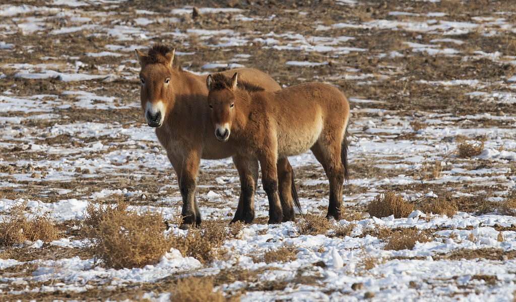 The long journey back to the wild: The return of Przewalski’s horses The long journey back to the wild: The return of Przewalski’s horses