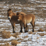 The long journey back to the wild: The return of Przewalski’s horses
