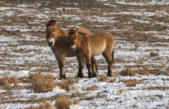 The long journey back to the wild: The return of Przewalski’s horses The long journey back to the wild: The return of Przewalski’s horses