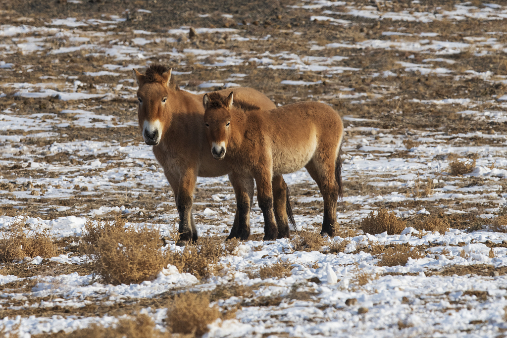 The long journey back to the wild: The return of Przewalski’s horses