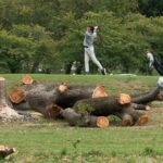 Judge Slams Justice Department Over Sudden Tree Removal at D.C. Golf Course