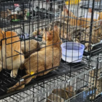 Vietnam Police Arrest 12 in Alleged Cat-Stealing Ring Linked to Illegal Meat Trade